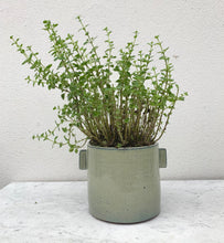 Load image into Gallery viewer, Urban jungle pot Large in grey 
